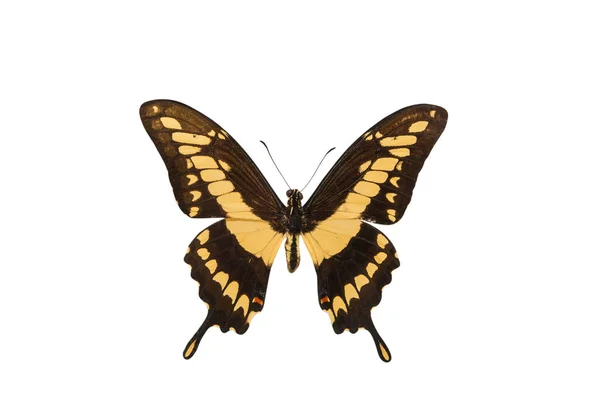 İzole tropikal kelebek — Stok fotoğraf