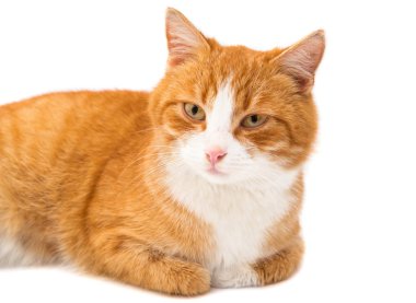 izole kırmızı kedi 