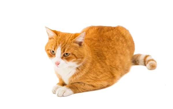 红猫离体röd katt isolerade — Stockfoto