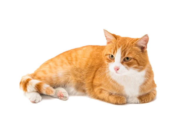 Rode kat geïsoleerd — Stockfoto