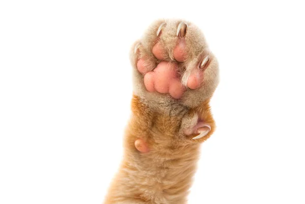 고립 된 빨간 고양이 — 스톡 사진