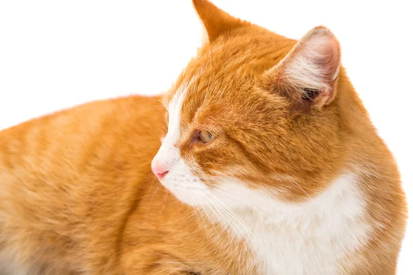 红猫离体röd katt isolerade — Stockfoto