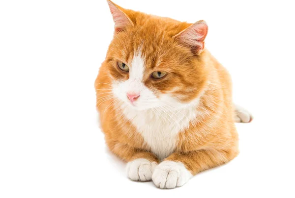 红猫离体röd katt isolerade — Stockfoto