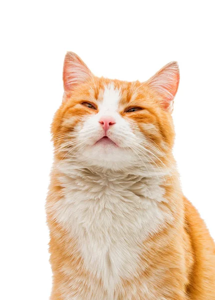 Rode kat geïsoleerd — Stockfoto
