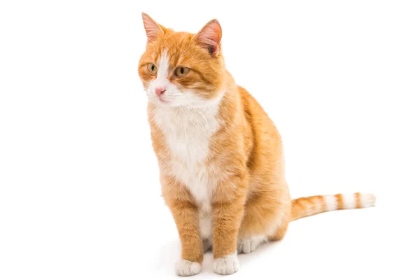 고립 된 빨간 고양이 — 스톡 사진