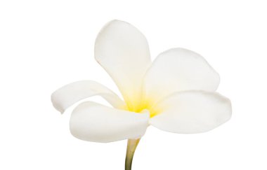 izole frangipani çiçek