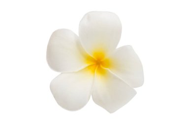 izole frangipani çiçek