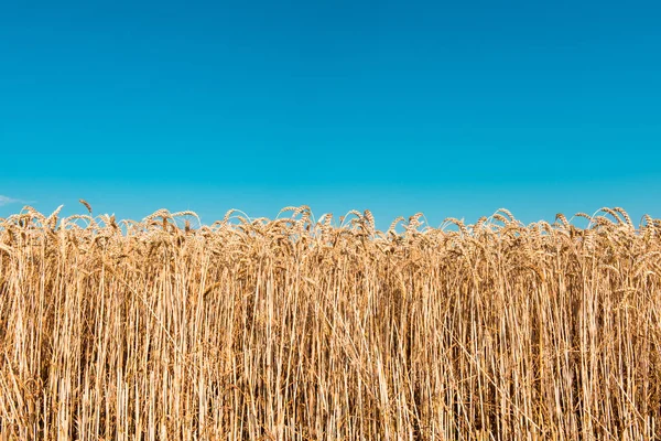 Ganadería de trigo —  Fotos de Stock