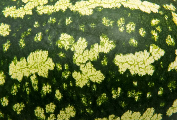 Zdrowe, tekstura zbliżenie skóry arbuza — Zdjęcie stockowe