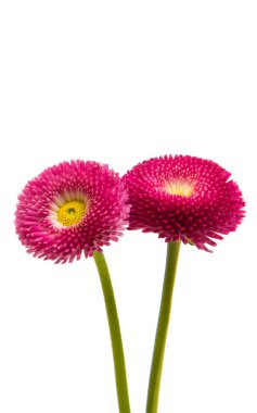 İzole güzel papatya çiçekler 