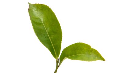 çay izole bırakır 