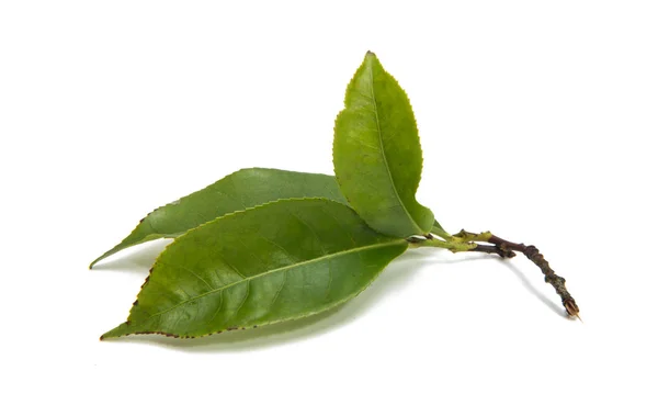 Folha de chá verde isolado — Fotografia de Stock