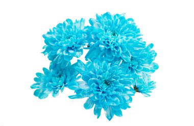 Güzel krizantem izole 