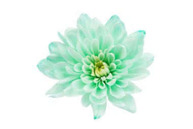 Güzel krizantem izole 