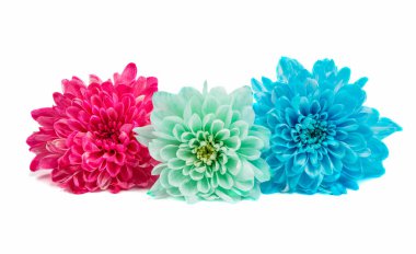 Güzel krizantem izole 