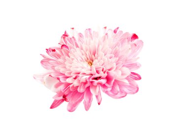 Güzel krizantem izole 