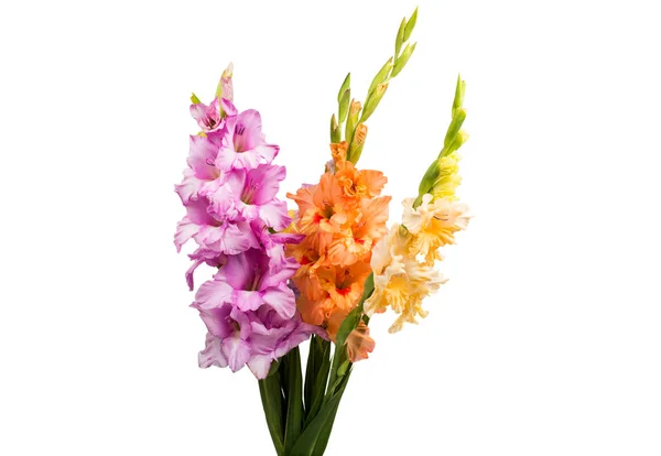 Gladiolus flor cor isolada — Fotografia de Stock