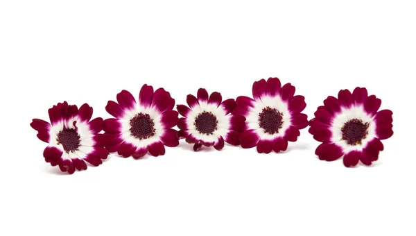 Flowering cineraria isolated — Stock Photo, Image