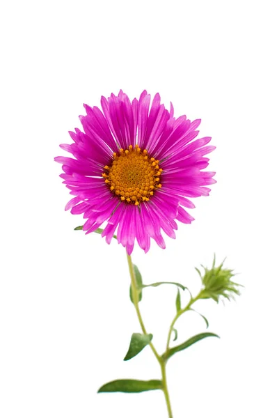 Pink chrysanthemums flower — Stock Photo, Image