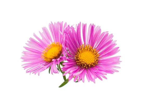 粉红色的菊花花 — 图库照片