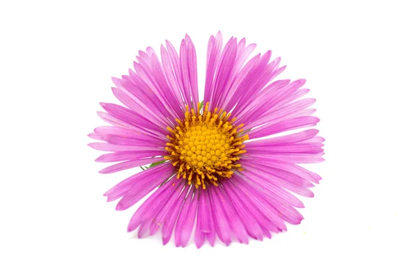 Pink chrysanthemums flower — Stock Photo, Image