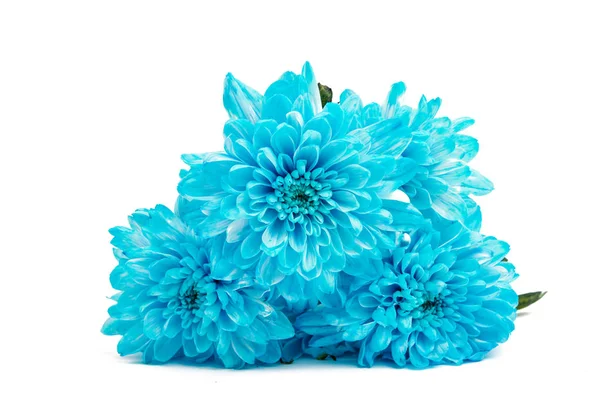 Beautiful Chrysanthemum isolated — Stock Photo, Image