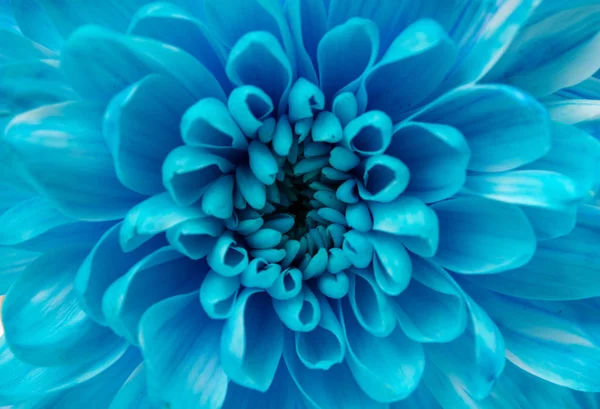 beautiful Chrysanthemum isolated