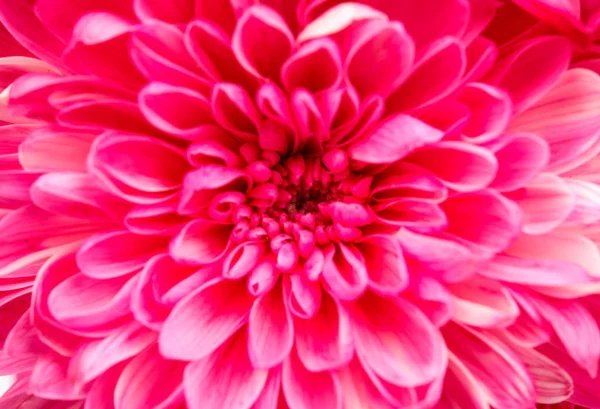 Beautiful Chrysanthemum isolated — Stock Photo, Image