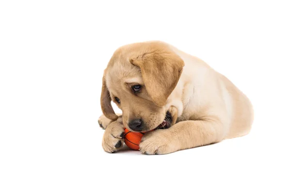 Crema de perro abrador — Foto de Stock