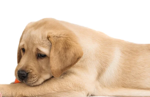 Crema de perro abrador — Foto de Stock