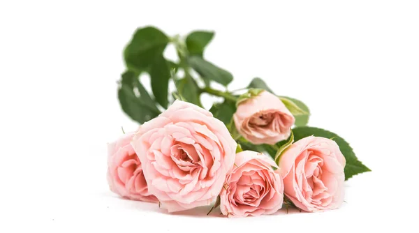 Květu růžová malá růže — Stock fotografie