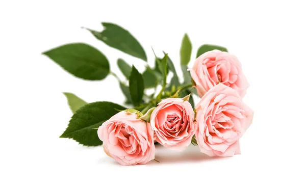 Floração Rosa pequena rosa — Fotografia de Stock