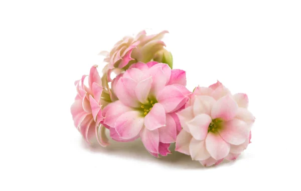 Pink little beautiful flowers — Stock Photo, Image