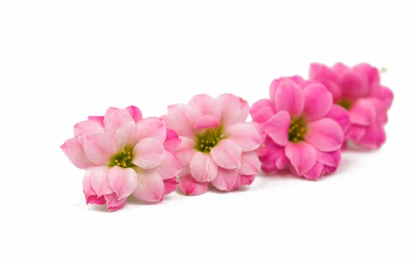 Małe, piękne kwiaty różowy — Zdjęcie stockowe