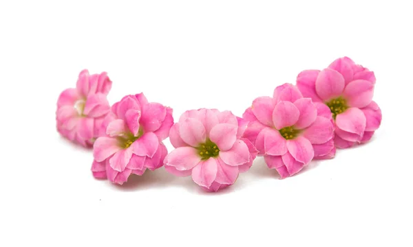 Розовые маленькие красивые цветы — стоковое фото