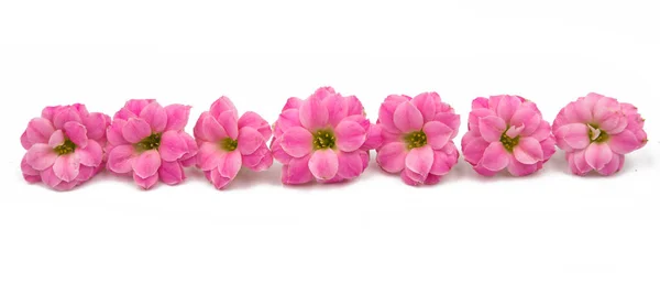 Rosa pequenas flores bonitas — Fotografia de Stock