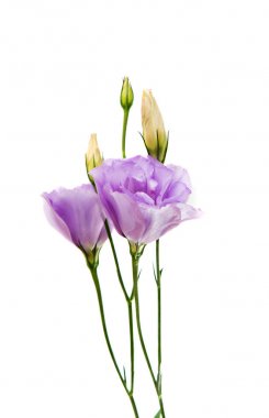 güzel eustoma çiçek