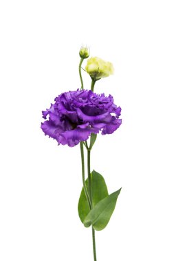 güzel eustoma çiçek