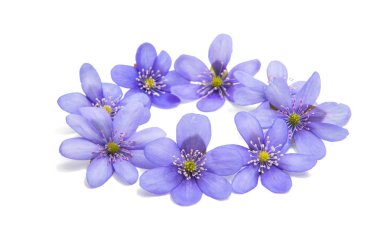 İzole mantarı nobilis 