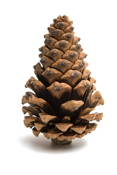 Cone de pinheiro isolado — Fotografia de Stock