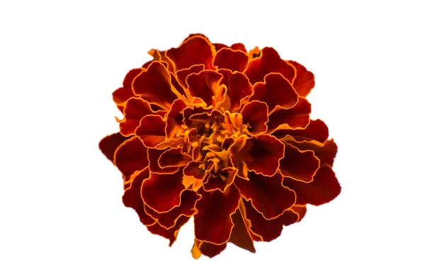 Ringblommor vacker blomma — Stockfoto