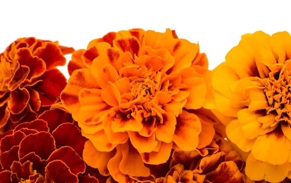 Calendule bel fiore — Foto Stock