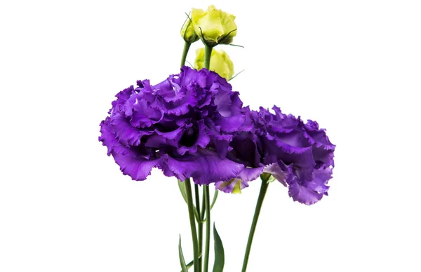 Gyönyörű Eustoma virág — Stock Fotó