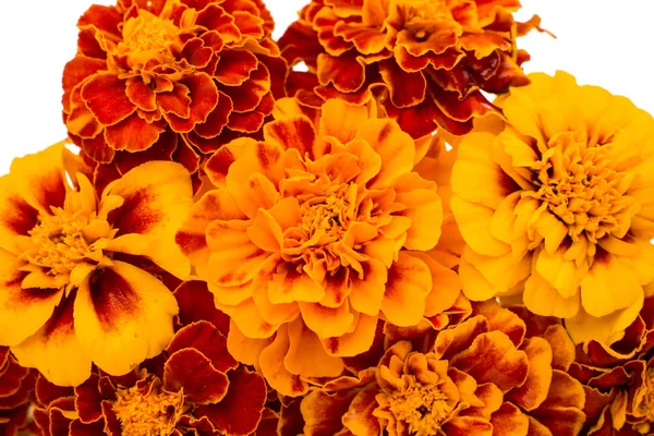 Calendule bel fiore — Foto Stock