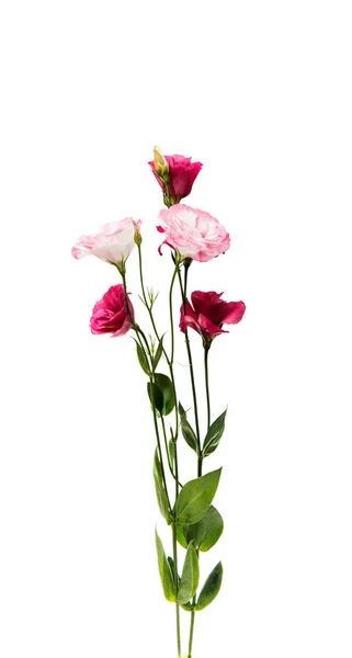 Hermosa flor eustoma — Foto de Stock
