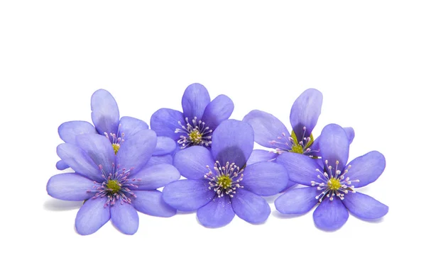 Hepatica nobilis isoliert — Stockfoto