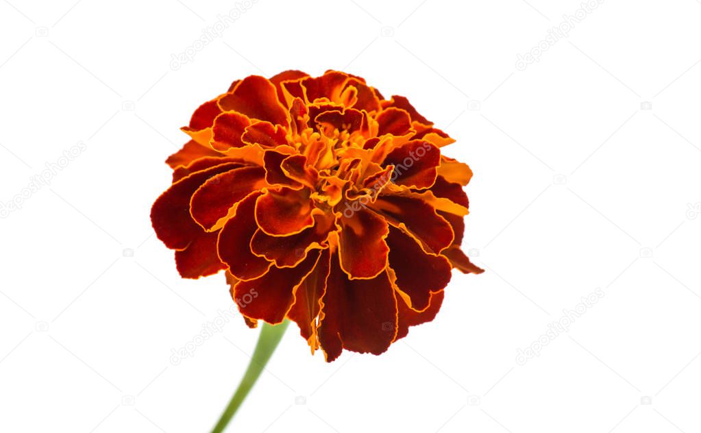 Marigolds beautiful flower