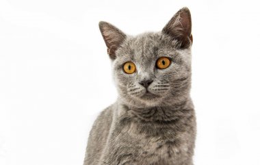 İzole İngiliz gri kedicik 