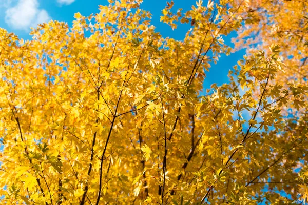 Árboles de otoño contra el cielo azul —  Fotos de Stock