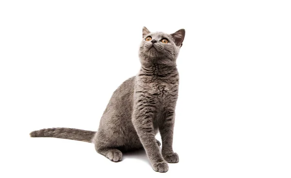 Britse grijs kitten geïsoleerd — Stockfoto